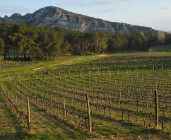 Domaine de la Vallongue 